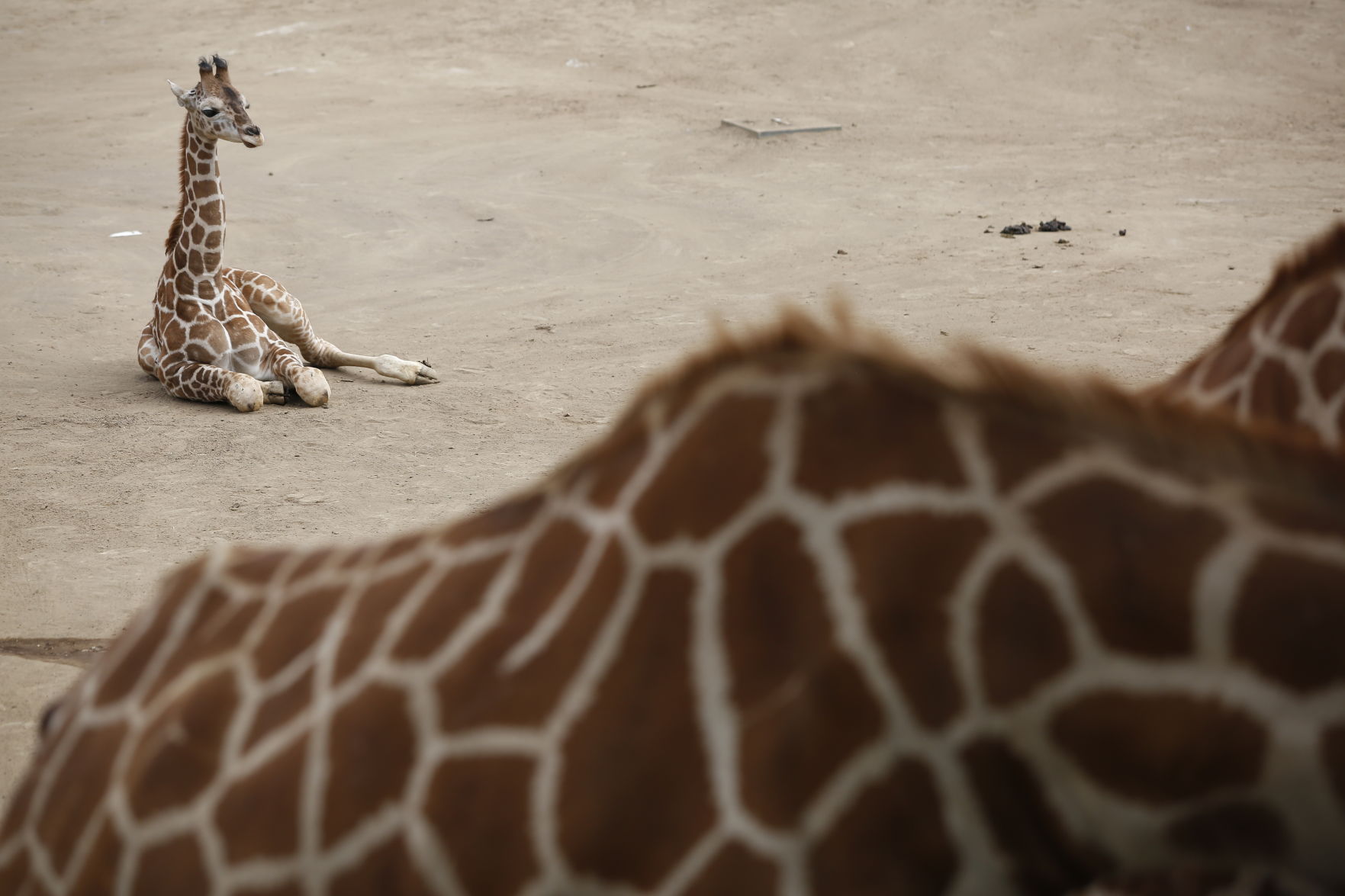 APTOPIX Mexico Baby Giraffe